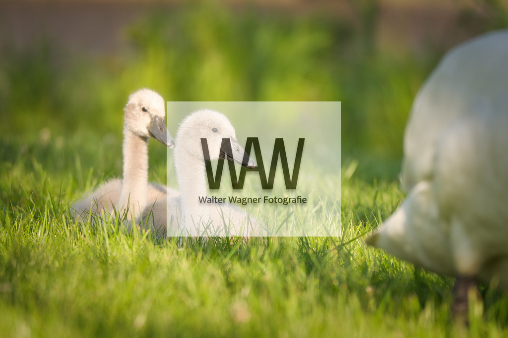 WWW08817 | walter-wagner-fotografie