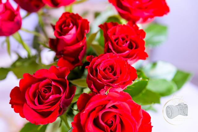 _DSC6388 | Shop für Prints Landschaftsfotografie Sächsische Schweiz Naturfotografie in Thüringen Fotos vom Findlingspark Nochten Kloster Sankt Marienstern Bilder Festung Königstein PanoramaRhododendronpark Kromlau FotogalerSchleswig-Holstein Küstenlandschaften