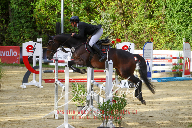 DKP42519 | Turniersportfotografie; Pferdefotografie; Dressurfotografie