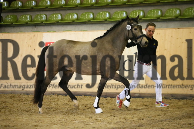 Winterkörung_Marbach_2023_KN_14 (11) | Alle Fotos der Reiterjournal Fotografin Doris Matthaes im Reiterjournal Online-Fotoshop. - Realisiert mit Pictrs.com