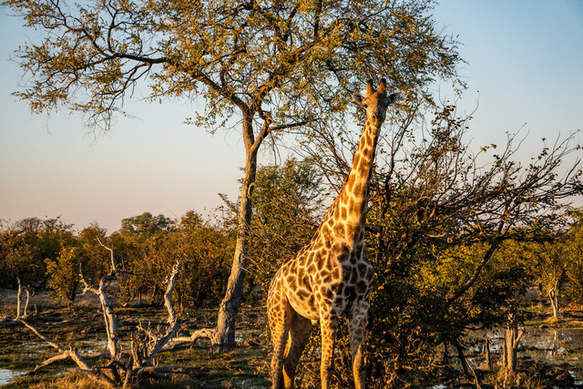 Giraffe im Okavango Delta | Atemberaubende Reisefotografie gepaart mit modernen Inspirationen für persönliche Perspektivwechsel. Für alle Reisenden mit Drang nach Abenteuer und Freiheit. Ideal als Geschenkidee - Realisiert mit Pictrs.com