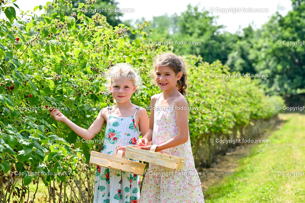 Erdbeeren_ Himbeeren_ Ribisel_ Mayer_ 20.06.2023-4 | 20.06.2023, Raffelding, AUT, Erdbeeren, Himbeeren, Ribisel, Mayer, im Bild Adele und Franziska beim Himbeeren pfluecken