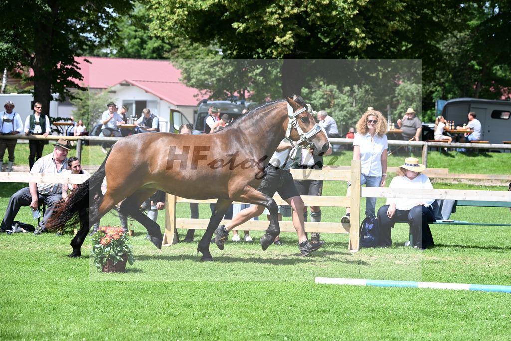 Kat-Nr. 67 Perle v. Schorschi_Willand_22241177 | hf-fotografie - Realizzato con Pictrs.com