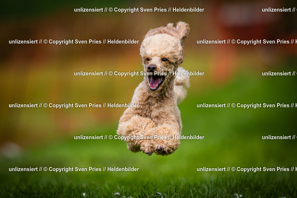 Sven Pries | 2025-04-13 - Hunderennen Baden-Baden - Realisiert mit Pictrs.com