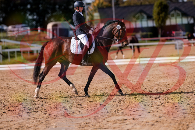 2026_10_03_Siefer-Hof_125751_Z81_46856826 | Professionelle Reitsport-, Turnier- und Eventfotografie von Robert Broda. Galerien mit ausgewählten und bearbeiteten Bildern direkt online ansehen und bestellen.