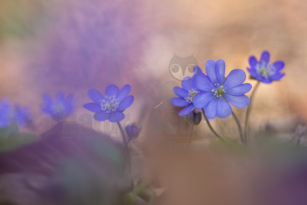 20220312105134 | Das Leberblümchen (Hepatica nobilis) ist ein typischer Frühlingbote. Im März, wenn Brauntöne noch das Bild des Waldes beherrschen, sind die zarten blauvioletten Blüten am Waldboden das erste Zeichen des einsetzenden Frühlings. Die hübschen Pflanzen nutzen die Zeit, bevor die Blätter der Bäume austreiben und ihnen das Licht rauben. Die Lebensdauer der Blüten beträgt etwa acht Tage. Mitte April ist ihre Blütezeit bereits abgeschlossen. - Realisiert mit Pictrs.com