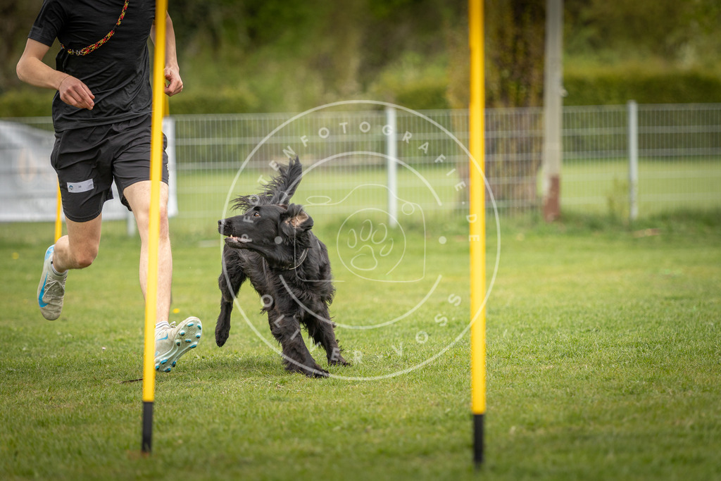 Pfotenfotografie_DV3A9860 | Hundefotografie, Tierfotograf, Pfotenfotografie, Fotoshooting Hund, Hunde Portrait, Hundesport, Hundeportraits, Heideshooting, Hunde, Sportfotograf, Hundefotograf, Turnierhundsport, THS,  - Realisiert mit Pictrs.com