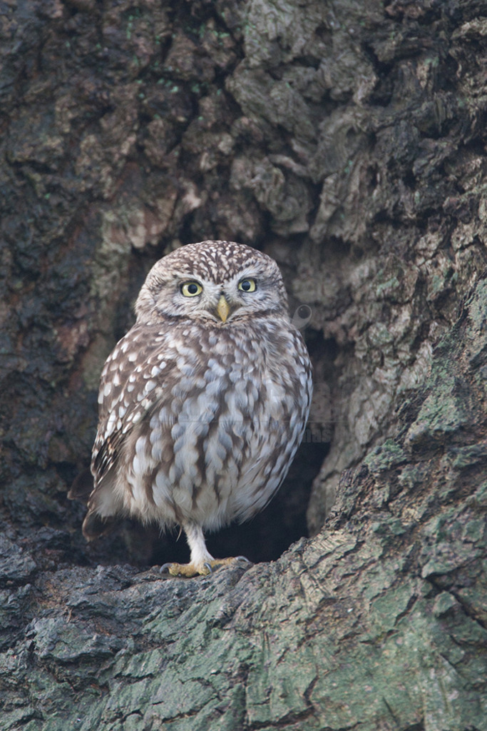20080322_07460016391 | Der Steinkauz (Athene noctua) ist eine kleine, kurzschwänzige Eulenart aus der Familie der Eigentlichen Eulen (Strigidae). Das Verbreitungsgebiet des Steinkauzes erstreckt sich über Eurasien und Nordafrika. Er ist ein charakteristischer Bewohner der Baumsteppe mit spärlicher oder niedriger Vegetation und jagt bevorzugt auf dem Boden. - Realisiert mit Pictrs.com