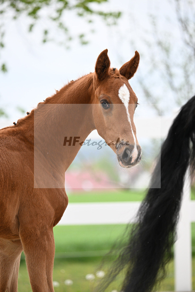 Kat-Nr. 32 HF Erste Sahne x Fuerst Samarant_Kahl_23261068 | hf-fotografie - Realisiert mit Pictrs.com