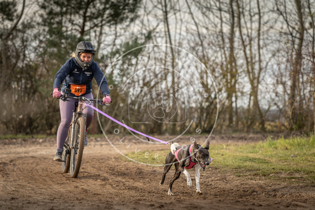 Pfotenfotografie_DV3A8391 | Hundefotografie, Tierfotograf, Pfotenfotografie, Fotoshooting Hund, Hunde Portrait, Hundesport, Hundeportraits, Heideshooting, Hunde, Sportfotograf, Hundefotograf, Turnierhundsport, THS,  - Realisiert mit Pictrs.com