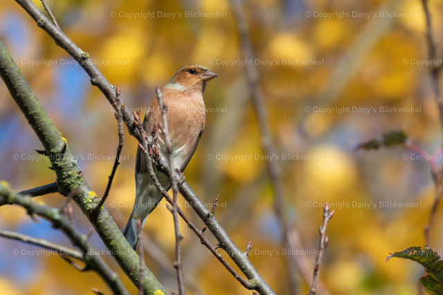 201779 | Tierfotografie, Tierkalender, Tierbilder, Insekten, Spinnen, Vögel, Schmetterling, Libellen, Leinwand, Colorkey, Qualität, Geschenkartikel, Geschenk - Realisiert mit Pictrs.com