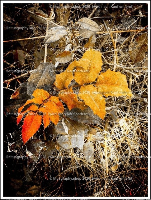 titusgraphy_IMG_2936_pe-07 | titusgraphy-shop: Geschenkideen mit Qualitätsfotos. titusgraphy-shop: gift ideas with quality photos. titusgraphy-shop: idées cadeaux avec photos de qualité.  - Realisiert mit Pictrs.com