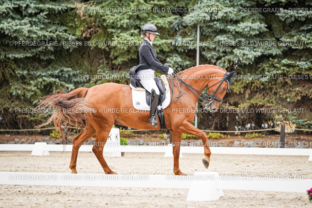 DSC05293 | Pferdegrafie