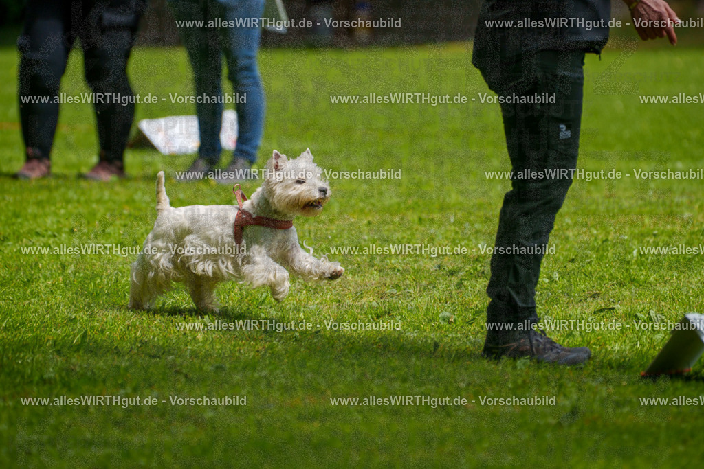 @allesWIRTHgut_Tierfotografie - www.allesWIRTHgut.de - 7R503871 | Professionelle Tierfotografie in Mönchengladbach von Daniel Wirth (allesWIRTHgut). Liebevolle & natürliche Bilder von Hunden & Katzen für unvergessliche Erinnerungen.