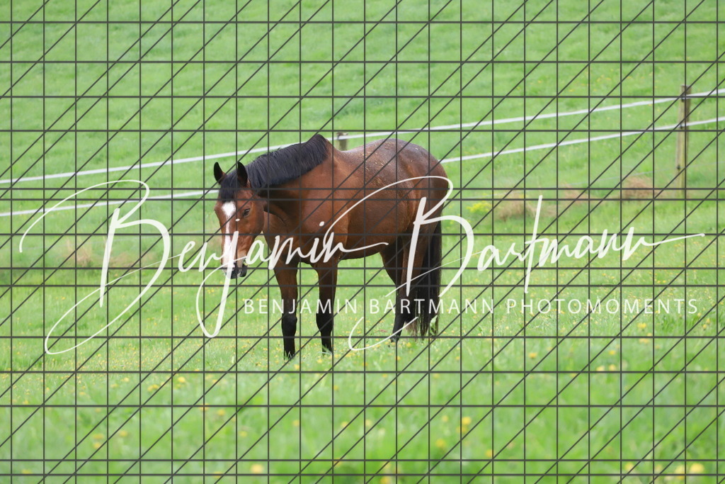 IMG_4299 | Benjamin Bartmann Photomoments