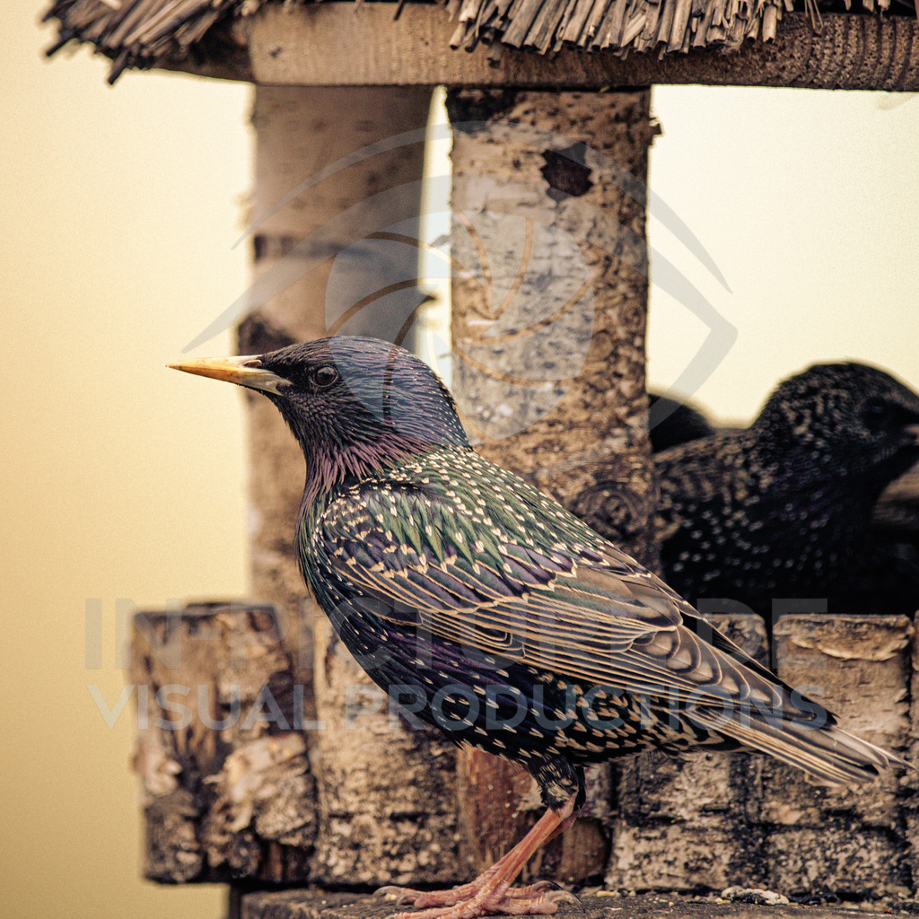 _DSC3535 | in-picture - Realisiert mit Pictrs.com