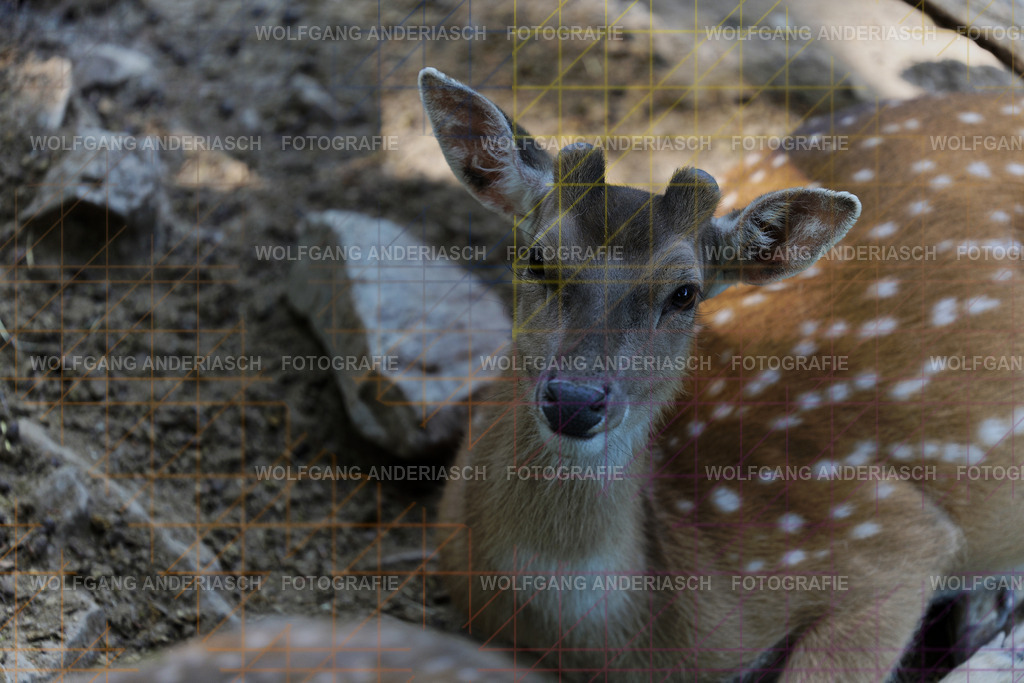 253L1421_wa | Ein stiller Moment im Opel Zoo: Der Blick des Tieres erzählt von Gelassenheit, Präsenz und Nähe. Ungestellt, ruhig und auf Augenhöhe fotografiert – ein Augenblick, der bleibt. - Realisiert mit Pictrs.com