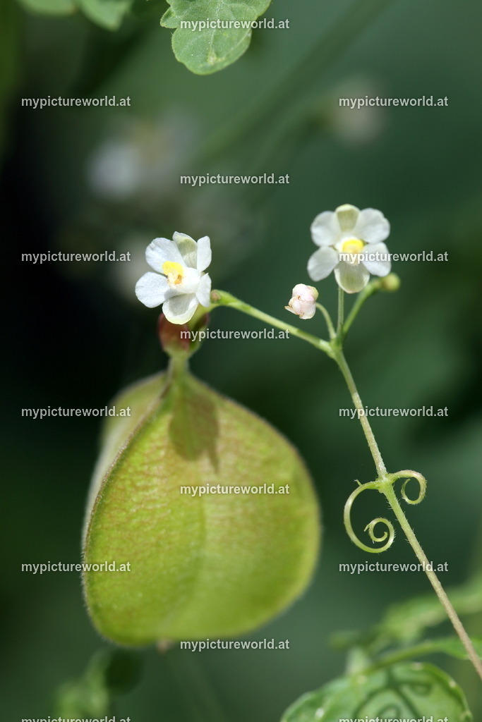 Ballonrebe-004 | Das Bilderarchiv über Tiere, Planzen und Landschaften. In der Bilddatenbank finden Sie ein große Auswahl an hochwertigen Bilder für Ihre Werbung - Realisiert mit Pictrs.com