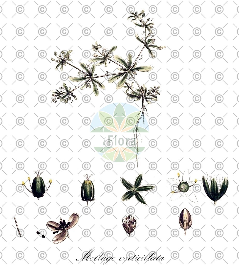 HistAbb_wfo-0000245059_1_ENZY_Simple | Historische Abbildung von Mollugo verticillata - Molluginaceae | Historical Illustration of Mollugo verticillata - Molluginaceae (carpet-weed;mollugo verticillé;green carpet-weed;indian chickweed)