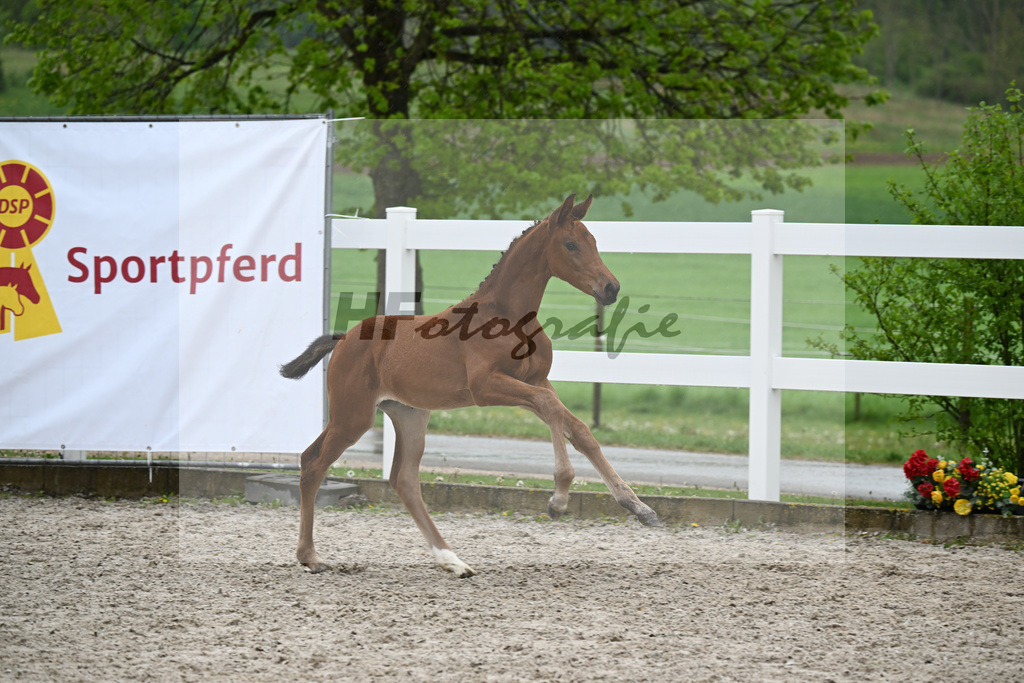 Kat-Nr. 41 SF Comanchero x Zinedream_Wanner_23261431 | hf-fotografie - Realisiert mit Pictrs.com