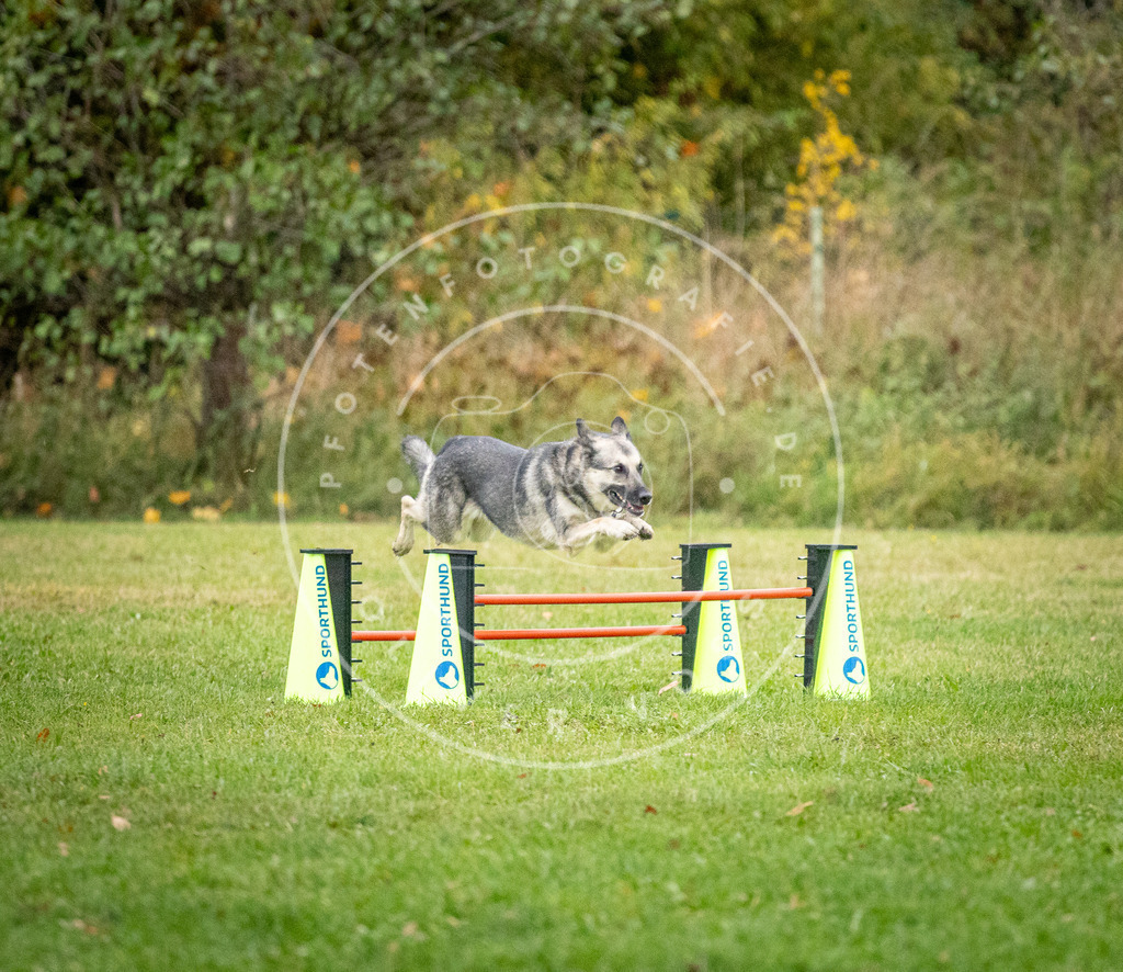 Pfotenfotografie_DV3A1224 | Hundefotografie, Tierfotograf, Pfotenfotografie, Fotoshooting Hund, Hunde Portrait, Hundesport, Hundeportraits, Heideshooting, Hunde, Sportfotograf, Hundefotograf, Turnierhundsport, THS,  - Realisiert mit Pictrs.com