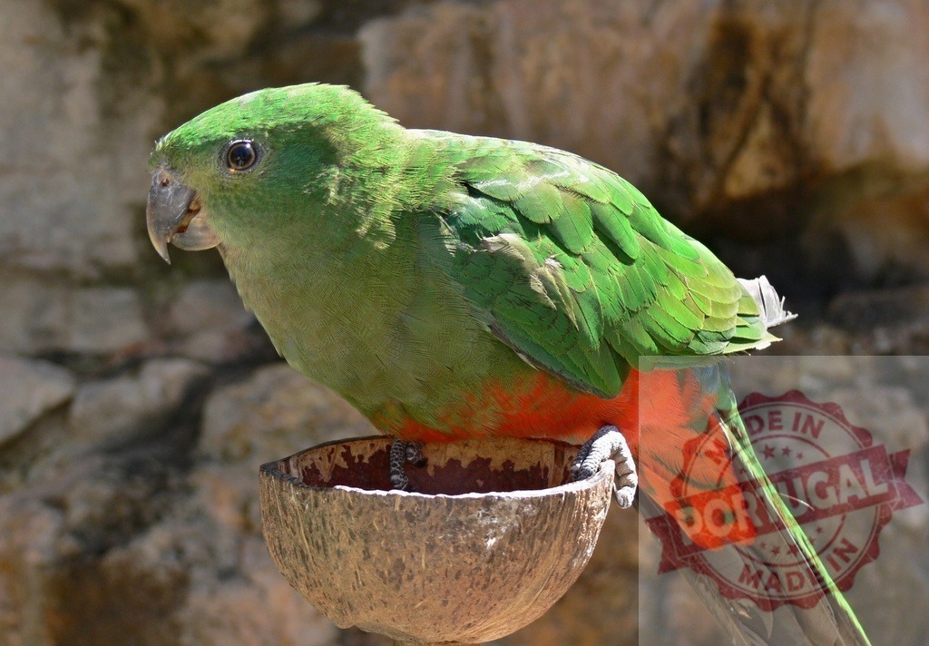Australian King Parrot perched on coconut shell feeder | Australian King Parrot with green and red plumage perching on a coconut shell feeder - Realisiert mit Pictrs.com
