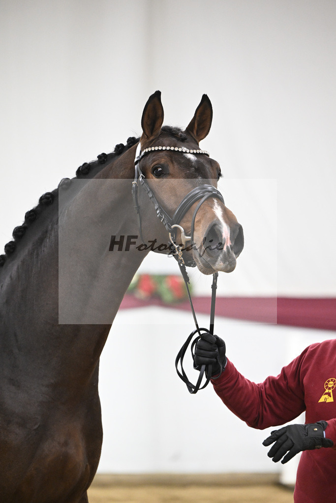 Kat-Nr. 94 Conthalou x Stalypso_Matthias Schlamminger GmbH_47253063 | hf-fotografie - Realisiert mit Pictrs.com