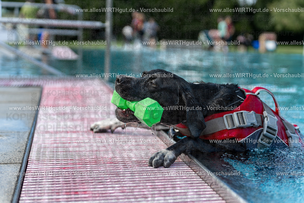 Hundeschwimmen_Volksbad_2026-allesWIRTHgut_Tierfotografie-2609061500-7R501272 | Professionelle Tierfotografie in Mönchengladbach von Daniel Wirth (allesWIRTHgut). Liebevolle & natürliche Bilder von Hunden & Katzen für unvergessliche Erinnerungen.