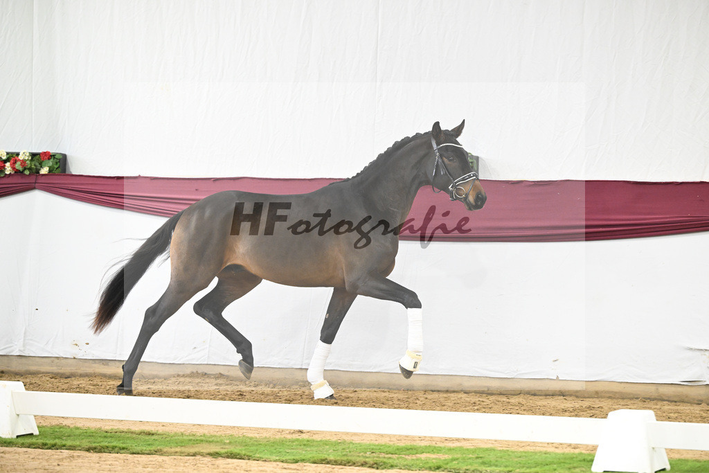 Kat-Nr. 109 Bon Courage x San Remo_Jakob u Martina Reglauer_47253673 | hf-fotografie - Realisiert mit Pictrs.com