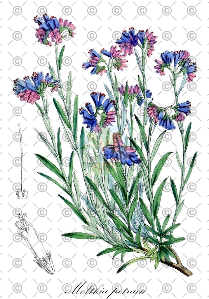 HistAbb_wfo-0000245074_1_ENZY_Simple | Historische Abbildung von Moltkia petraea - Boraginaceae | Historical Illustration of Moltkia petraea - Boraginaceae