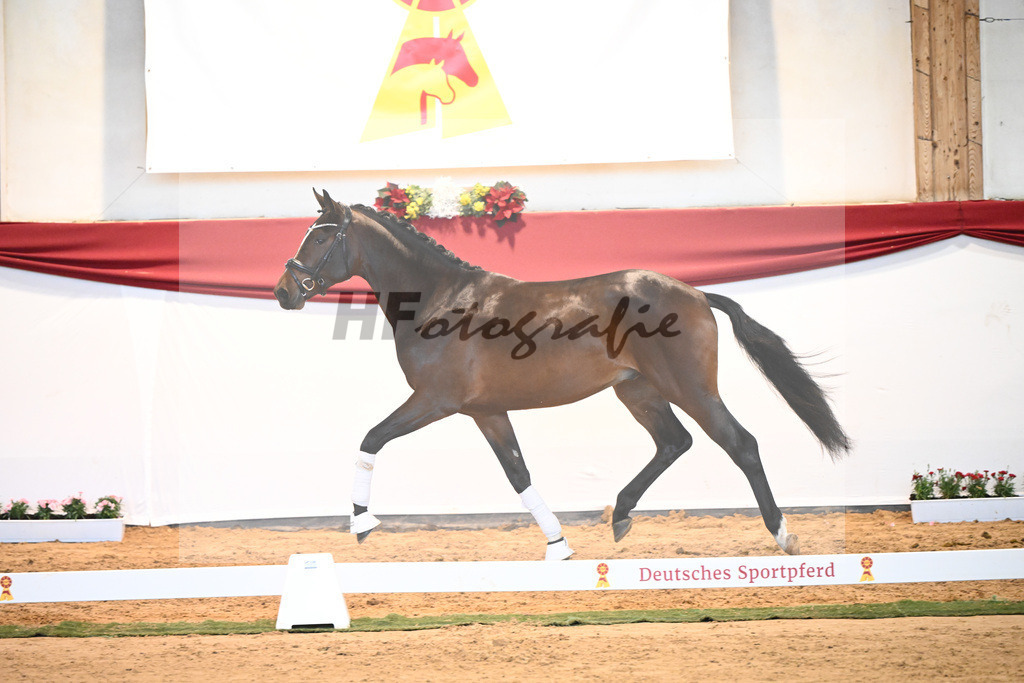 Kat-Nr. 7 Bon Vivaldi x Florencio I_Kornes_43231776 | hf-fotografie - Realisiert mit Pictrs.com