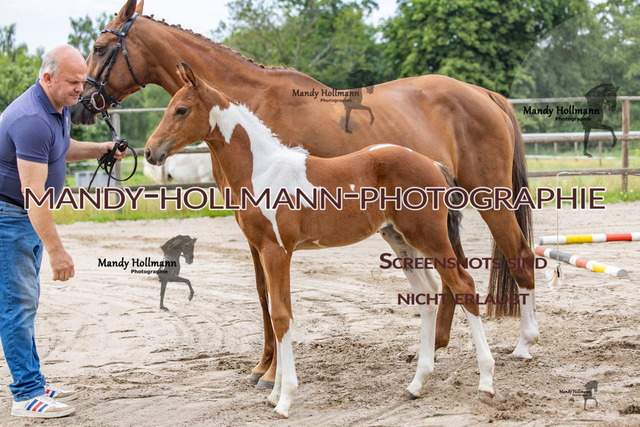 Hexenberg-4 | mandyhollmannphotographie