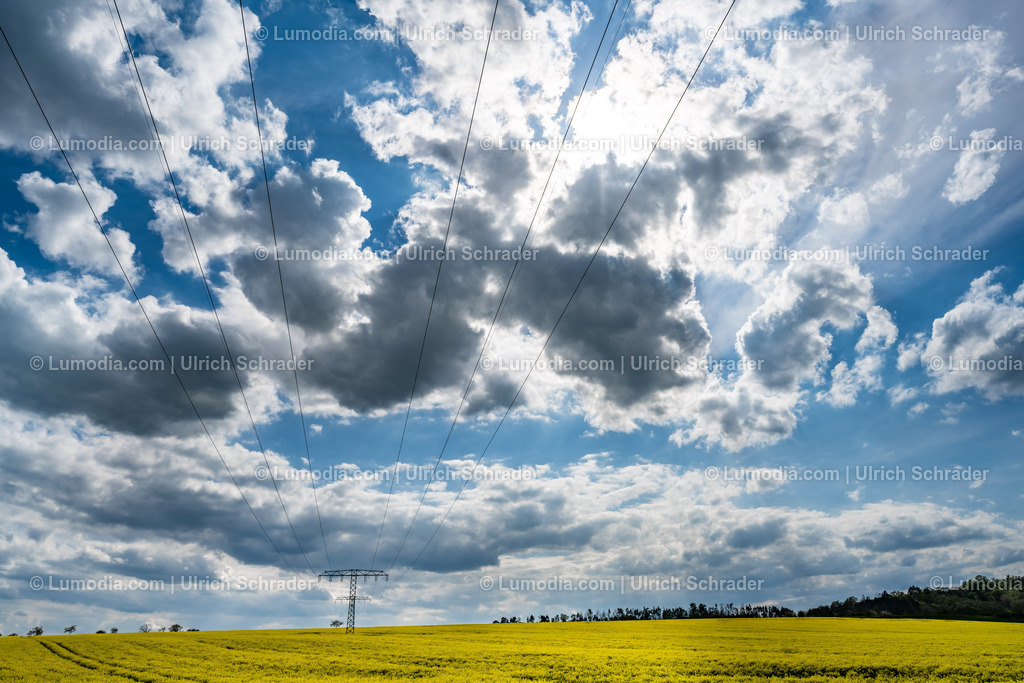 10049-13123 - Blühende Rapsfelder | Stockfoto und Bilderpool mit Bildmaterial aus Deutschland, dem Harz, Halberstadt, Quedlinburg, Wernigerode und weltweit. Qualitativ hochwertige und professionelle Fotos anschauen und kaufen. - Realisiert mit Pictrs.com