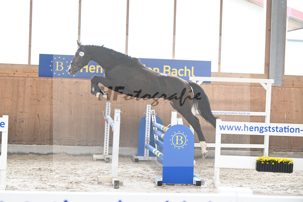 Kat-Nr. 55 Calinka v. Cornets Quaprice_Pollnow_14260213 | hf-fotografie - Realisiert mit Pictrs.com