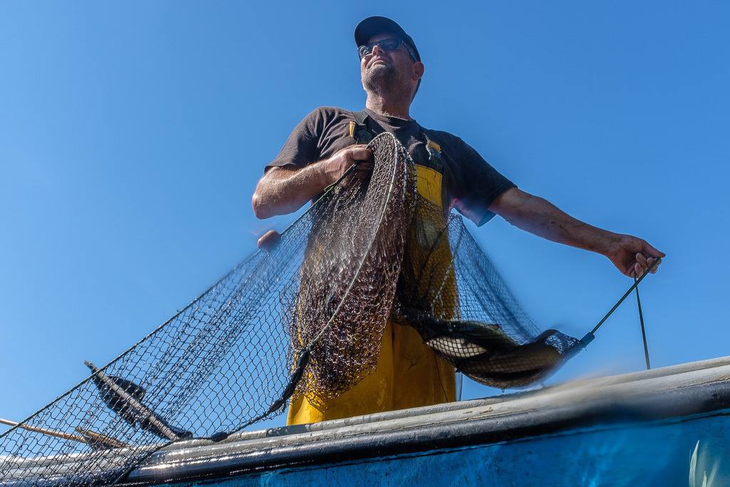 zeitenwende-farbe-03-08 | Aus der Froschperspektive beobachtet: Matthias Nanz beim Einholen einer Reuse vor dem Schilfgürtel in der Missunder Enge. - Realisiert mit Pictrs.com