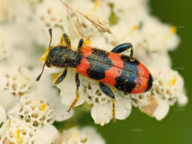 Gemeiner Bienenkäfer (Trichius fasciatus) | Der Gemeine Bienenkäfer (Trichodes apiarius) ist ein 8–15 mm großer, auffällig orangerot und blauschwarz gebänderter Buntkäfer mit metallisch blauem Kopf und Halsschild. Er gehört zur Familie der Buntkäfer; die Larven leben räuberisch in Nestern von Solitärbienen.
 –  – 
The Bee Beetle (Trichodes apiarius) is an 8–15 mm striking orange-red and blue-black banded checkered beetle with a metallic blue head and pronotum. It belongs to the checkered beetle family; the larvae live as predators in nests of solitary bees. - Realisiert mit Pictrs.com
