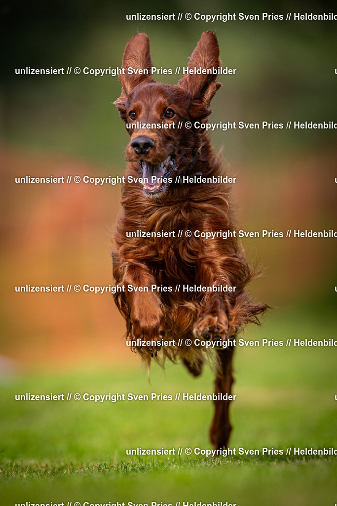 Sven Pries | 2024-09-22 - Hunderennen Baden-BadenPudelverein - Realisiert mit Pictrs.com