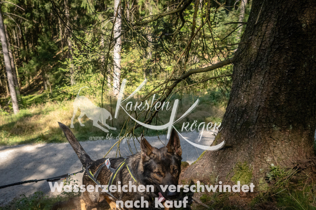 1241_ZZ94977 | kk-dogfotos