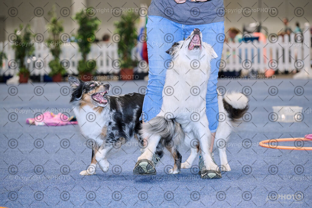 202406_ÖKV-IHA-Tulln24_NZ9_7717 | proPHOTO - Realisiert mit Pictrs.com