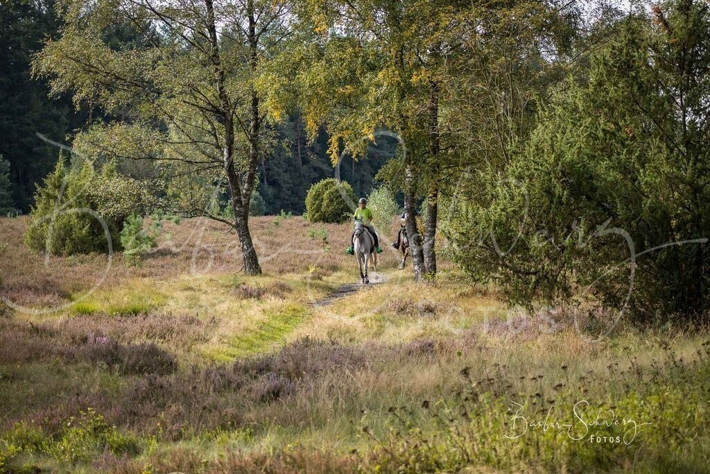DdLH-WehlenerHeide_2025-09-20_01 | Fotografie, Veranstaltungs-Fotografie, Pferde-Fotografie, Landschafts-Fotografie, Reise-Fotografie - Realisiert mit Pictrs.com