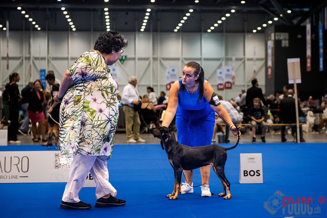 World Dog Show | World Dog Show 2023 im Palexpo in Genf 23.08.2023 Foto: Leo Wyden