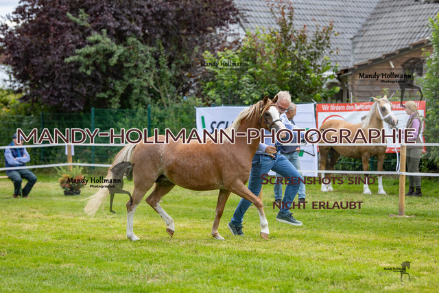 IG WELSH VM 2024-501 | mandyhollmannphotographie