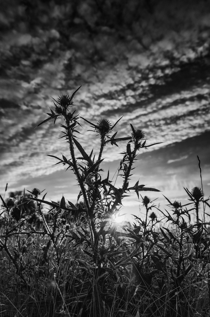 2024_07_08_HETLINGER SCHANZE_MCP1097 sw | Hochwertig gedruckte Fotografien für die Wand, als Kalender und zum Verschenken. Hamburg & Norddeutschland und überall wo ich mit der Kamera unterwegs war.