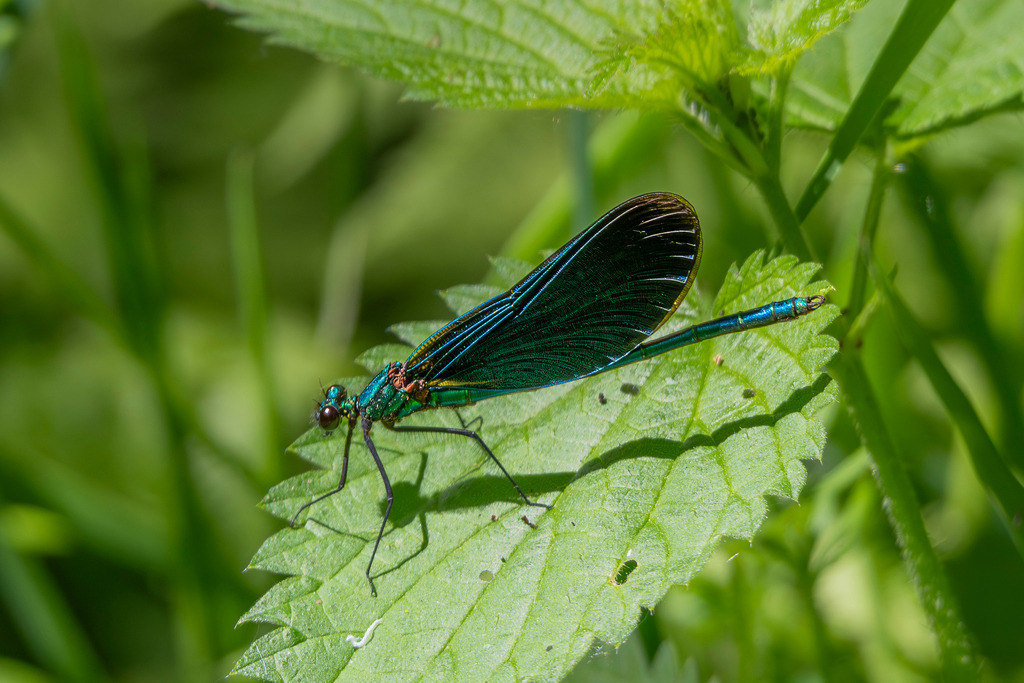 Libelle | Das Foto präsentiert ein männliches Exemplar der Gebänderten Prachtlibelle in einer Profilansicht. Besonders hervorstechend ist der metallisch-glänzende, blau-grüne Körper sowie die charakteristischen, tiefblau bis schwarz gefärbten Flügelbereiche. Die Libelle sitzt auf einem gezackten Blatt (vermutlich einer Brennnessel), während der Hintergrund in einem weichen, natürlichen Grün verschwimmt (Bokeh-Effekt). Das Sonnenlicht betont die irisierenden Farben des Insekts und die feinen Strukturen der Flügeladern. - Realisiert mit Pictrs.com