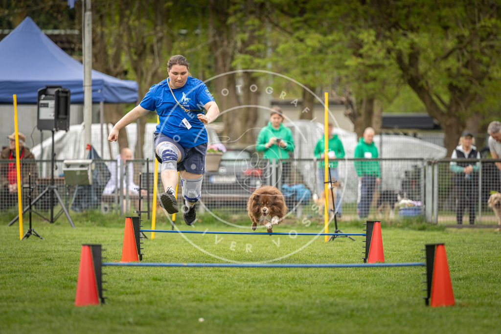 Pfotenfotografie_DV3A2596 | Hundefotografie, Tierfotograf, Pfotenfotografie, Fotoshooting Hund, Hunde Portrait, Hundesport, Hundeportraits, Heideshooting, Hunde, Sportfotograf, Hundefotograf, Turnierhundsport, THS,  - Realisiert mit Pictrs.com