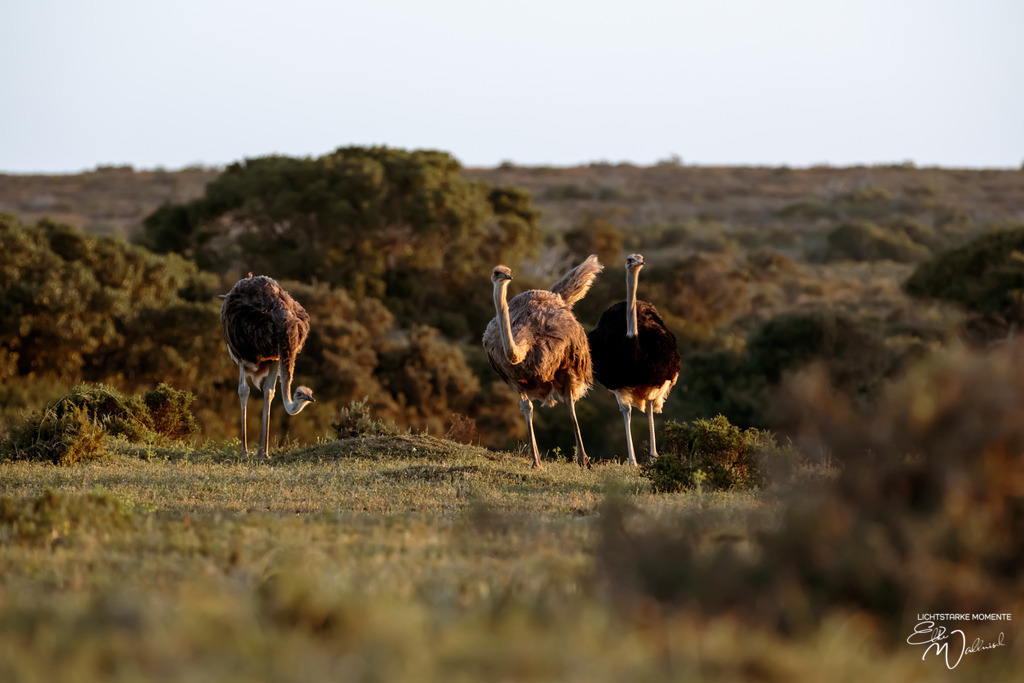 20231001-180328 SOUTHAFRIKA_-1 | Herzlich willkommen auf meiner Seite! Ich bin Elke Wallnisch, Deine Fotografin für lichtstarke Momente. Der Name steht für alles, was mich mit der Fotografie verbindet: Das Licht und seine machtvolle Wirkung auf eine Situation oder unsere Stimmung - Realisiert mit Pictrs.com