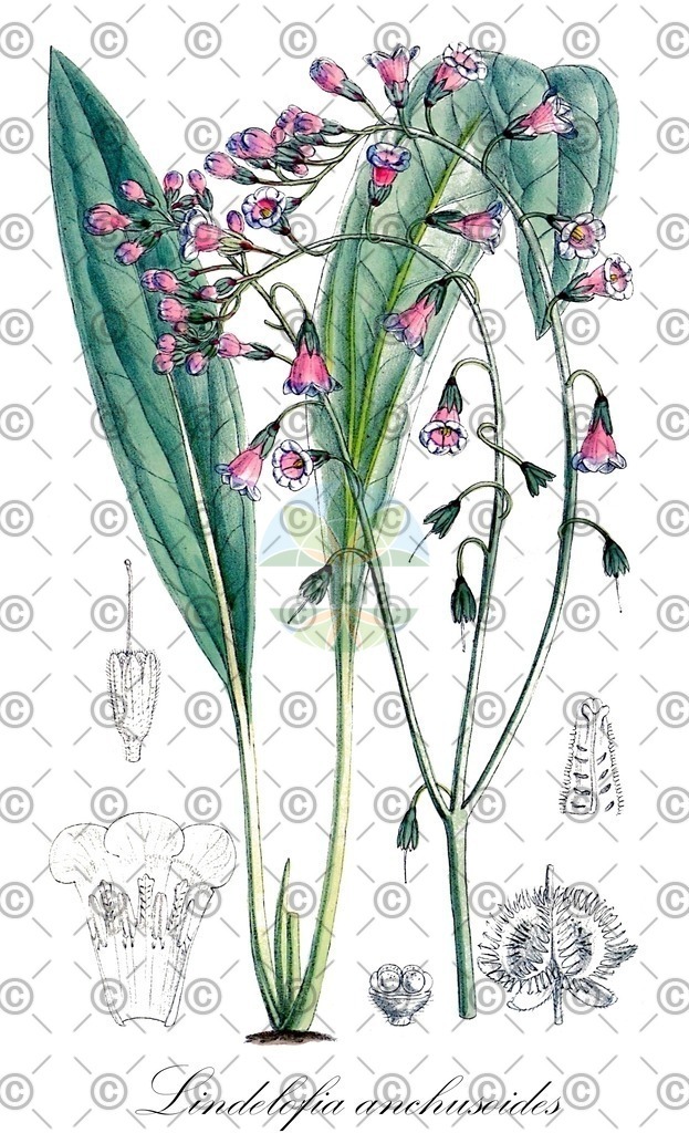 HistAbb_wfo-0001071106_1_ENZY_Simple | Historische Abbildung von Lindelofia anchusoides - Boraginaceae | Historical Illustration of Lindelofia anchusoides - Boraginaceae