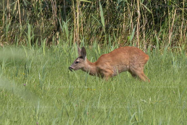 201717 | Tierfotografie, Tierkalender, Tierbilder, Insekten, Spinnen, Vögel, Schmetterling, Libellen, Leinwand, Colorkey, Qualität, Geschenkartikel, Geschenk - Realisiert mit Pictrs.com