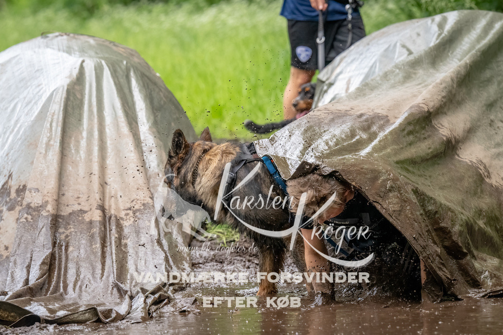 1544_ZZ90047-Bearbeitet | kk-dogfotos
