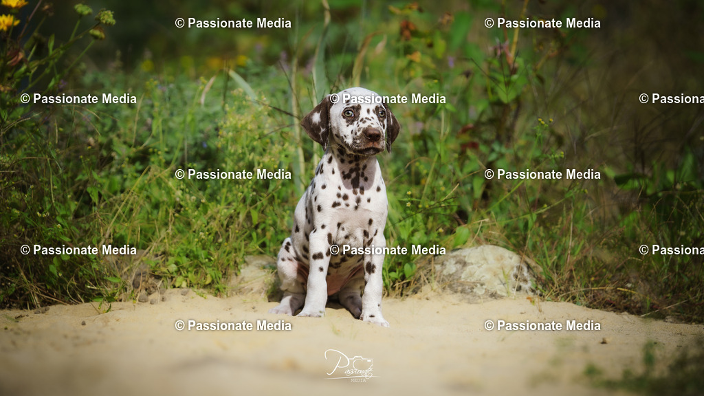 DSC06108 | Passionate Media, dein Fotograf aus Brandenburg, Märkisch Oderland, im Bereich Motorsport, Autos und Motorräder sowie Events und auch Hunde. Shootings oder auch Eventbegleitungen können bei mir gebucht we